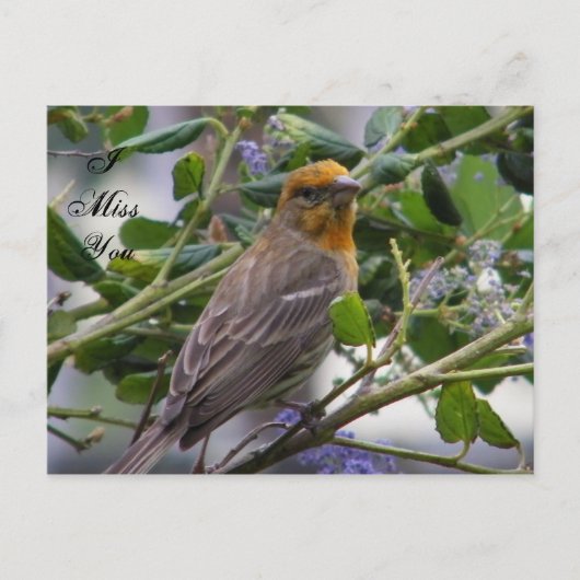 すべての大事な行事_ ポストカード (正面)