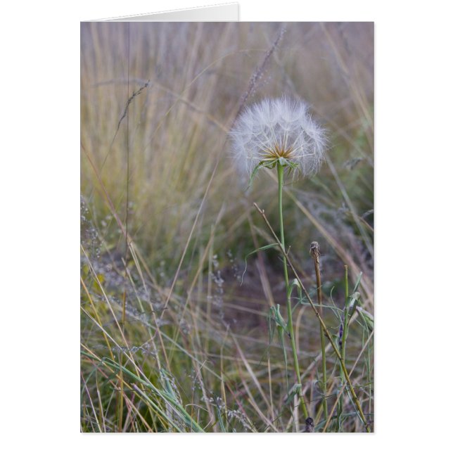 すべての小さなもの (正面)