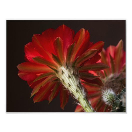 すべての火のまわりに灯 フォトプリント            (正面)