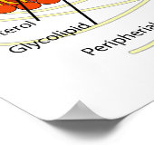 すべての生体細胞で共通の細胞膜図 ポスター (角)