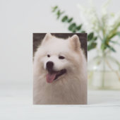 すべての白い犬 ポストカード (スタンド正面)