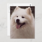 すべての白い犬 ポストカード (正面/裏面)