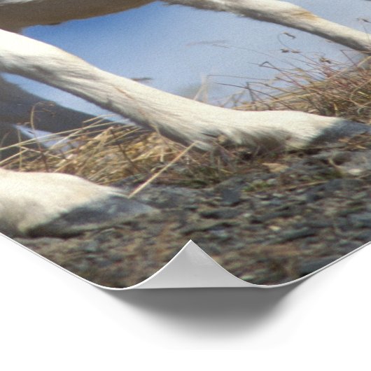 すべての羊、オヴィスダリ、エウェと子羊 ポスター (角)