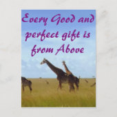 すべての良い完璧なギフトAfrican Safari Giraffes ポストカード (正面)