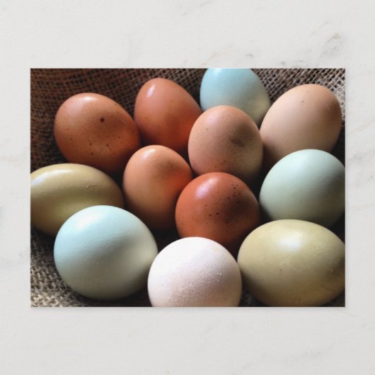 すべての色合いの卵 ポストカード (正面)
