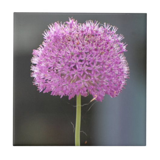 すべての花 タイル (正面)