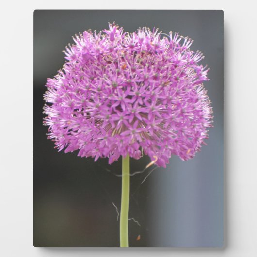 すべての花 フォトプラーク (正面)