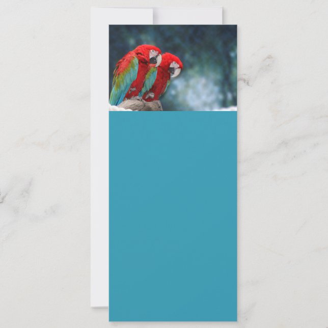 すべての行事カラフルパロット (正面)