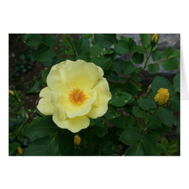 すべての行事カード (正面横)