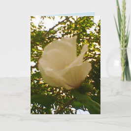 すべての行事ホワイトローズ カード