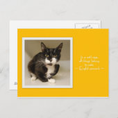 すべて猫はがきに入る ポストカード (正面/裏面)