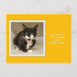 すべて猫はがきに入る ポストカード