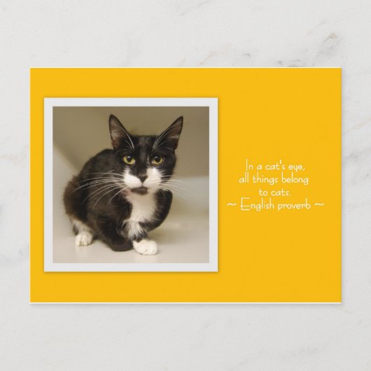 すべて猫はがきに入る ポストカード (正面)