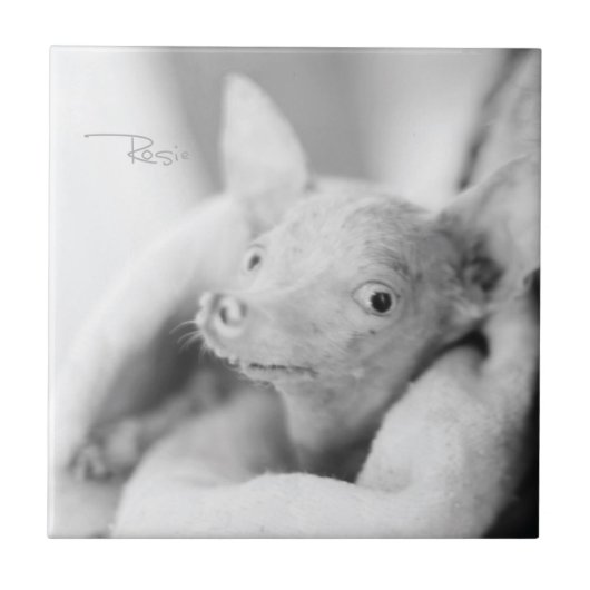 すべてRosieのセラミックタイル タイル (正面)