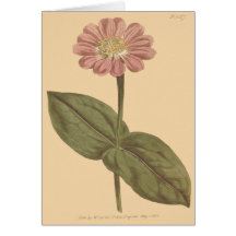 すみれ色の百日草のイラスト