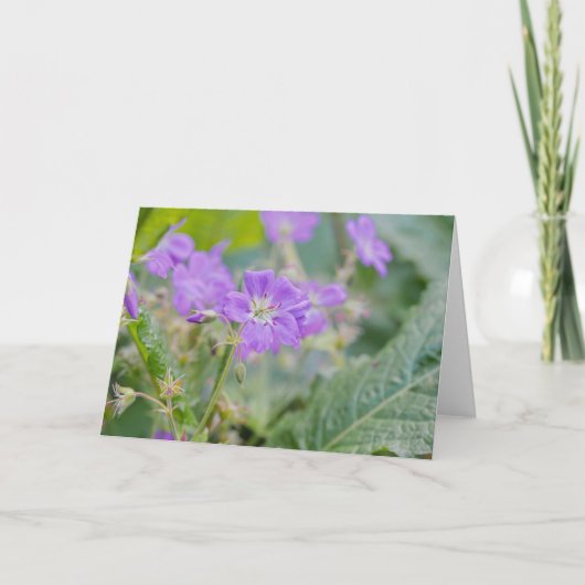 すみれ色の野生の花、ムラサキゲラニウムの花の写真 カード (正面)