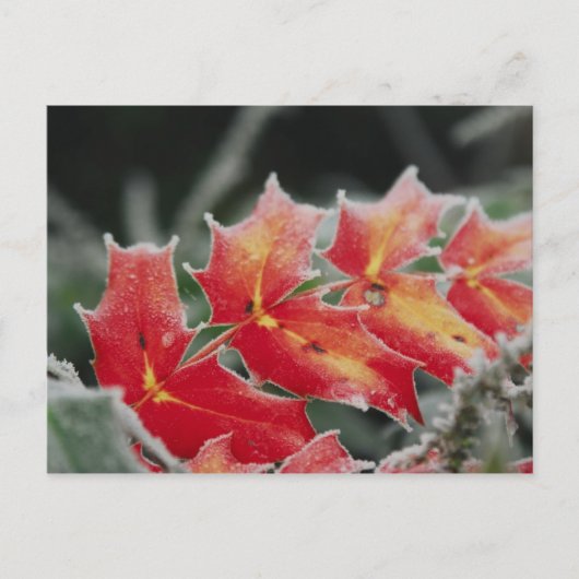 すり付き離れのはがき ポストカード (正面)