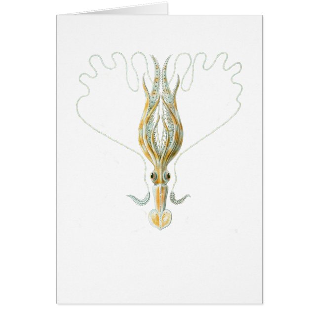 ずっと武装したイカ (正面)