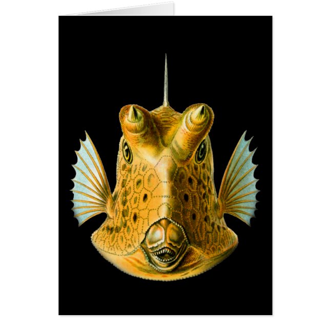 ずっと角状のCowfish (正面)