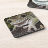 ずんぐりしたアマガエル。 微笑のカエル。 Litoria caerulea. コースター (左側)