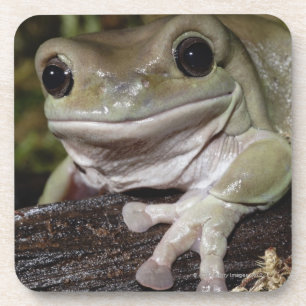 ずんぐりしたアマガエル。 微笑のカエル。 Litoria caerulea. コースター