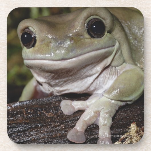 ずんぐりしたアマガエル。 微笑のカエル。 Litoria caerulea. コースター (正面)