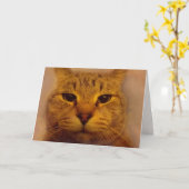 せっかちな猫が元気になる カード (黄色い花)