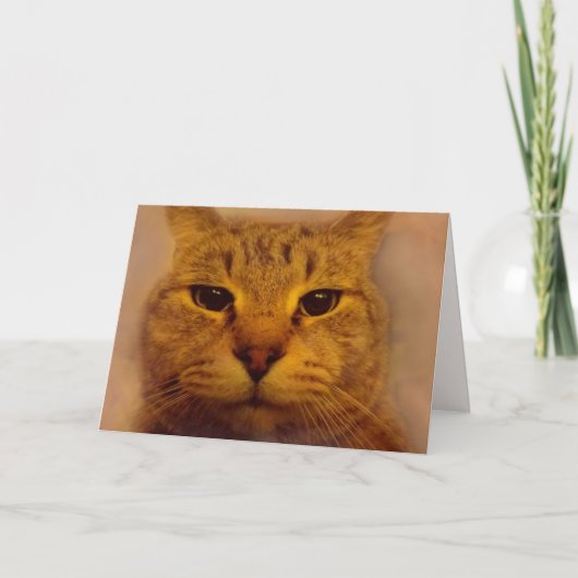 せっかちな猫が元気になる カード (正面)