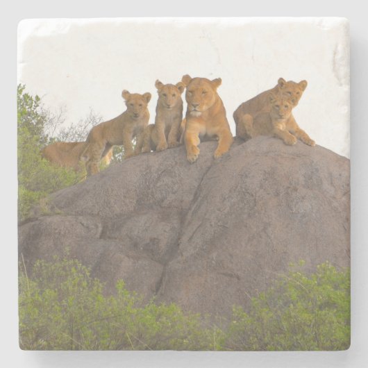 . .そこからの景色を見るライオンたちロックパーチ ストーンコースター (正面)