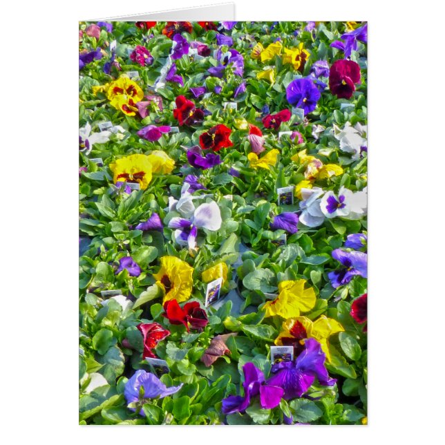 その他のパンジー (正面)