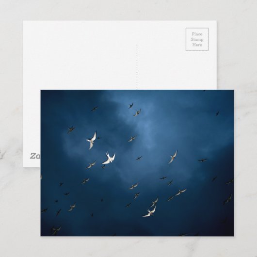 その他 – Arctic Tern & Blue Sky Pattern ポストカード (正面/裏面)
