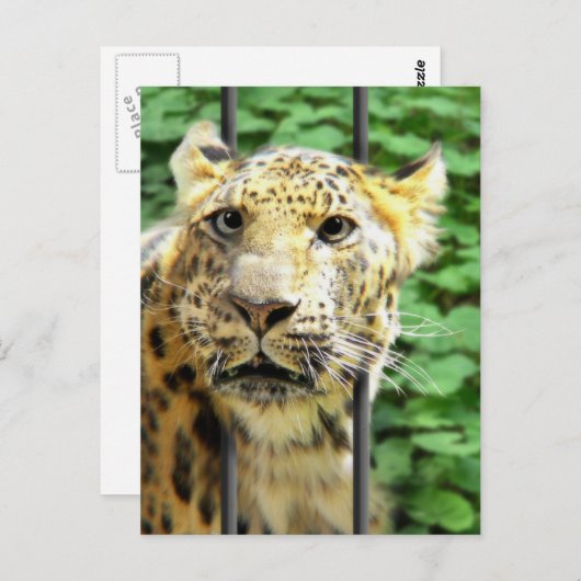 その日は？ ポストカード (正面/裏面)