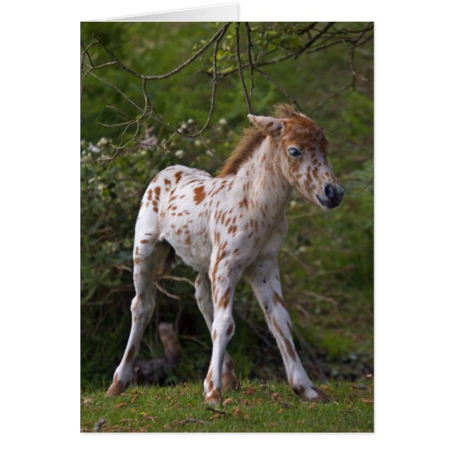 そばかすカード (正面)