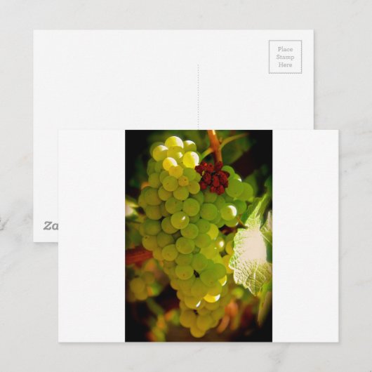 そばかす ポストカード (正面/裏面)