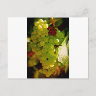 そばかす ポストカード