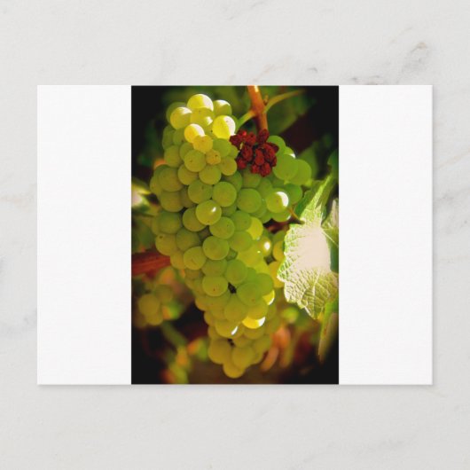 そばかす ポストカード (正面)