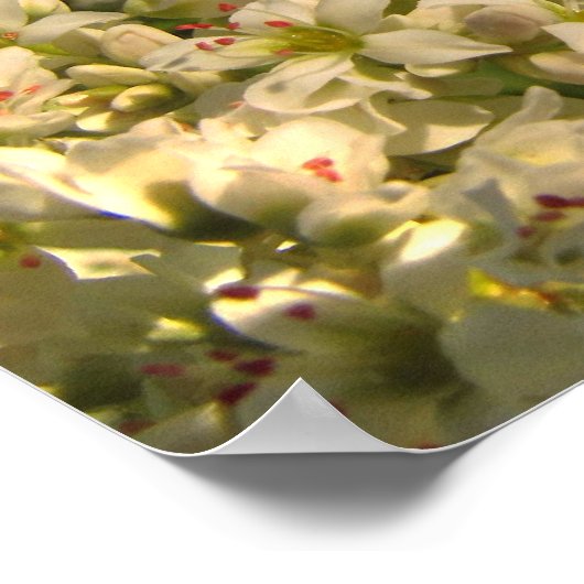 そば畑 ポスター (角)