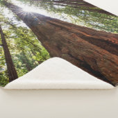 そびえ立つレッドウッズ シェルパブランケット (3/4)