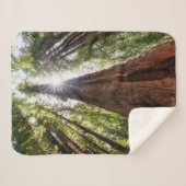 そびえ立つレッドウッズ シェルパブランケット (正面(横))