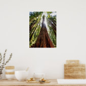 そびえ立つレッドウッズ ポスター (キッチン)