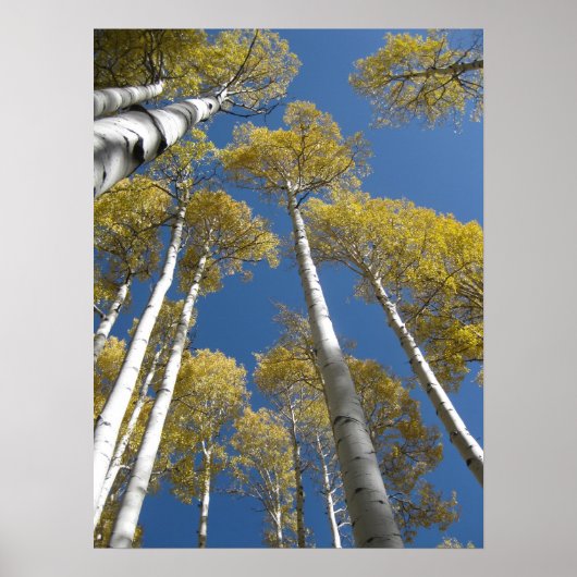 そびえ立つ《植物》アスペン(5)ポスター ポスター (正面)