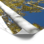 そびえ立つ《植物》アスペン(5)ポスター ポスター (角)