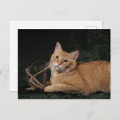 そり付きロキ ポストカード (正面/裏面)