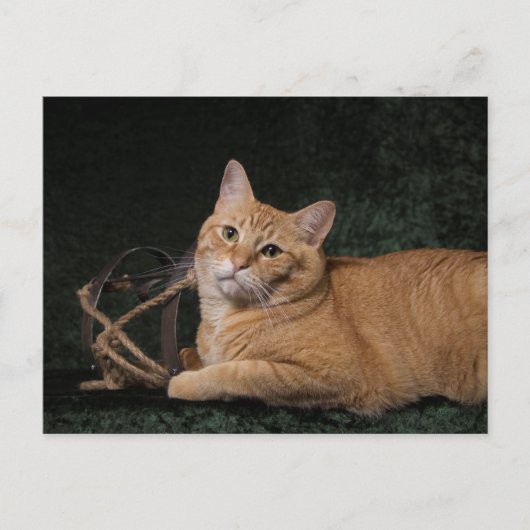 そり付きロキ ポストカード (正面)