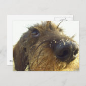 それについて考えは…かわいいダックスフント ポストカード (正面/裏面)