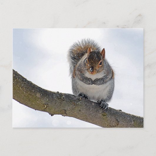 それは冷たいここに郵便はがきです ポストカード (正面)