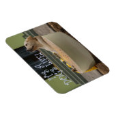 それは犬の生命磁石だ マグネット (右側)