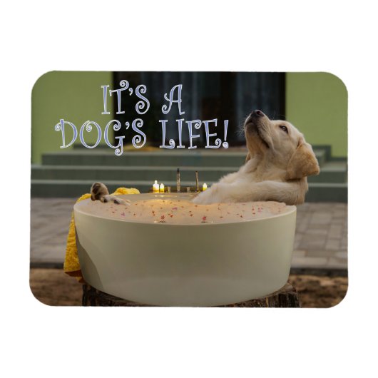 それは犬の生命磁石だ マグネット (横)