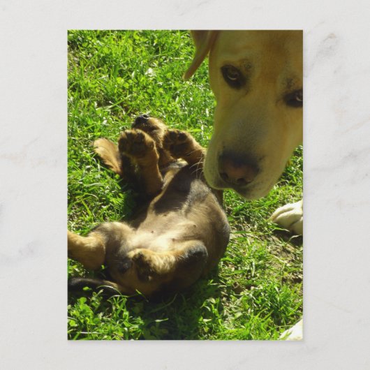 それは私ではなかった ポストカード (正面)