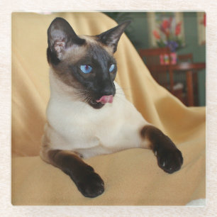 それを舐めているこっけいなシールポイントシャム猫は鼻です ガラスコースター